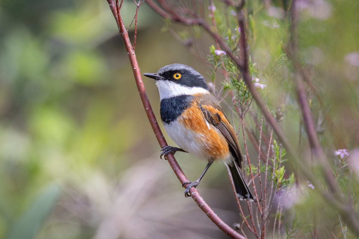 Cape Batis - ML644781485