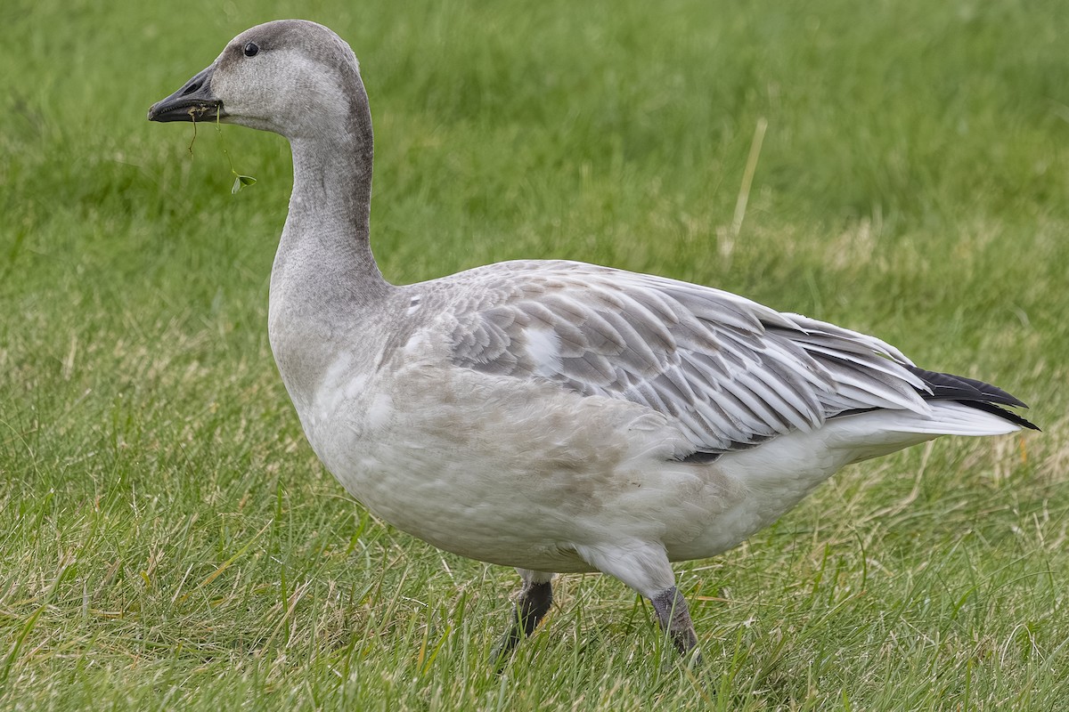 Белый гусь - ML644781486