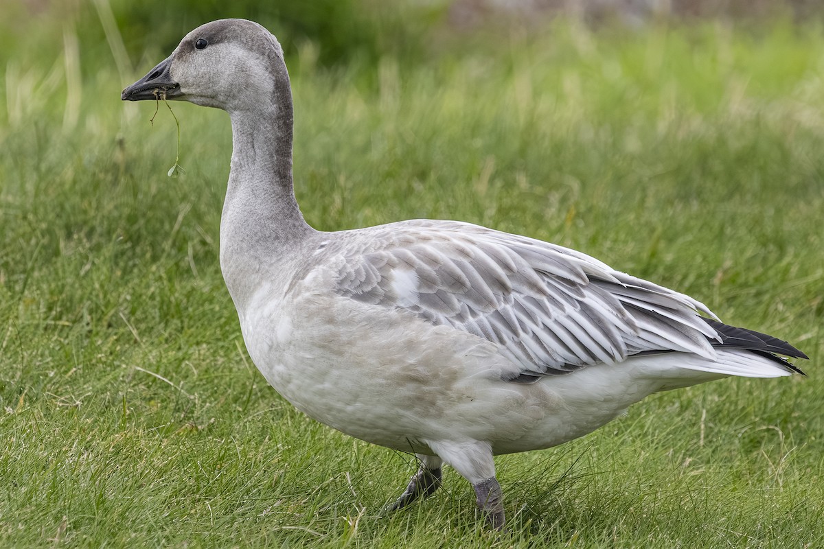 Белый гусь - ML644781487