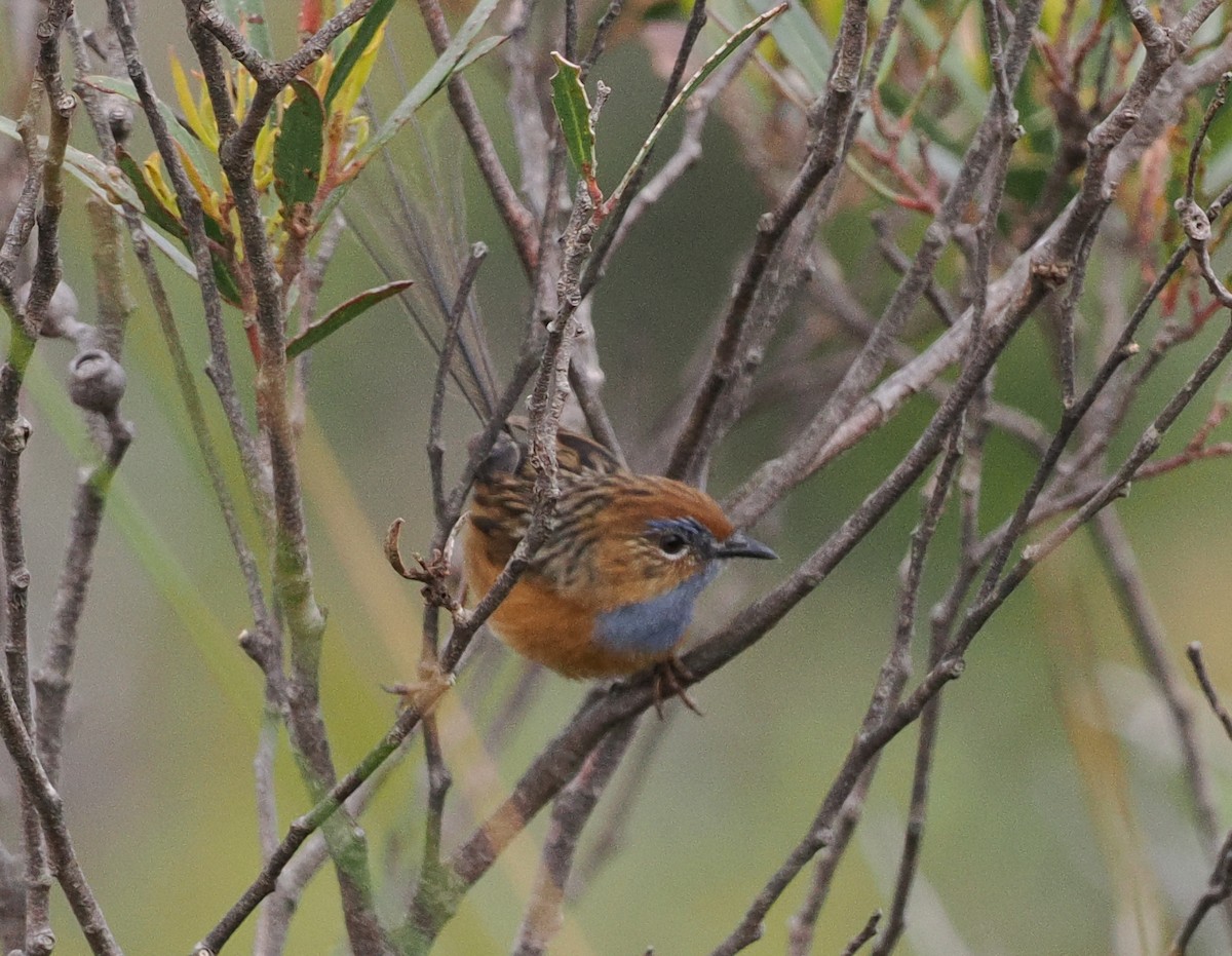 Прибрежный эмухвост - ML644781488