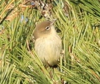 Миртовый певун - ML644781489