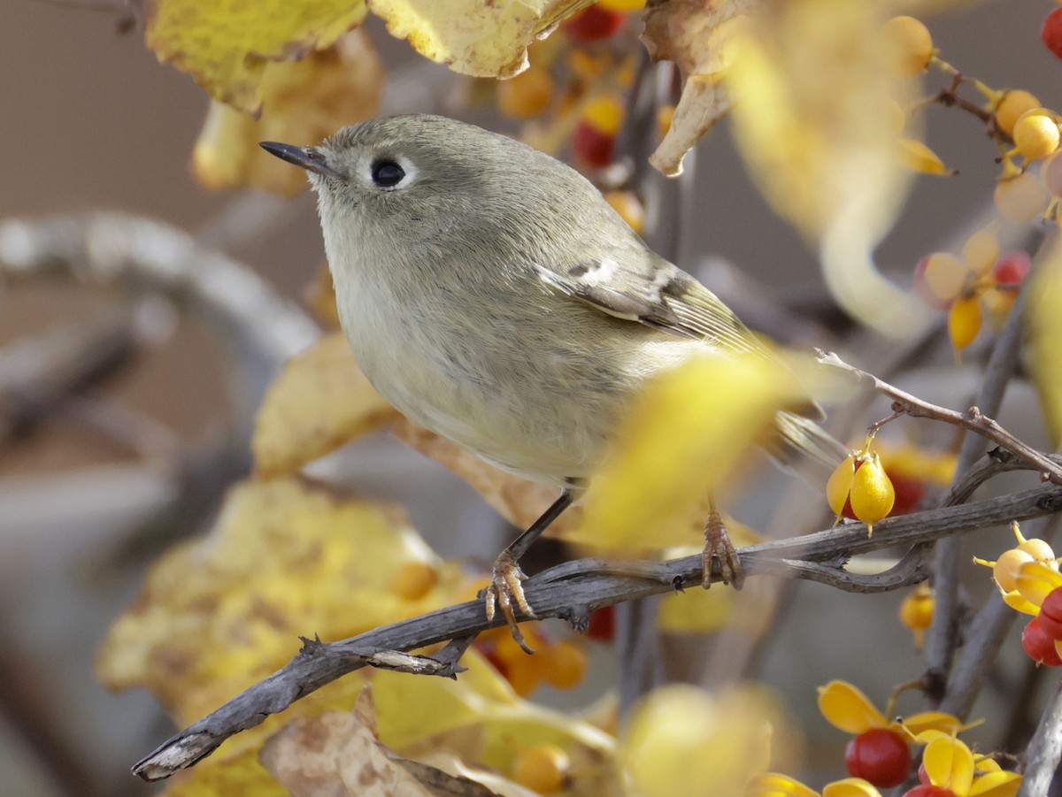 Рубиноголовый королёк - ML644781491