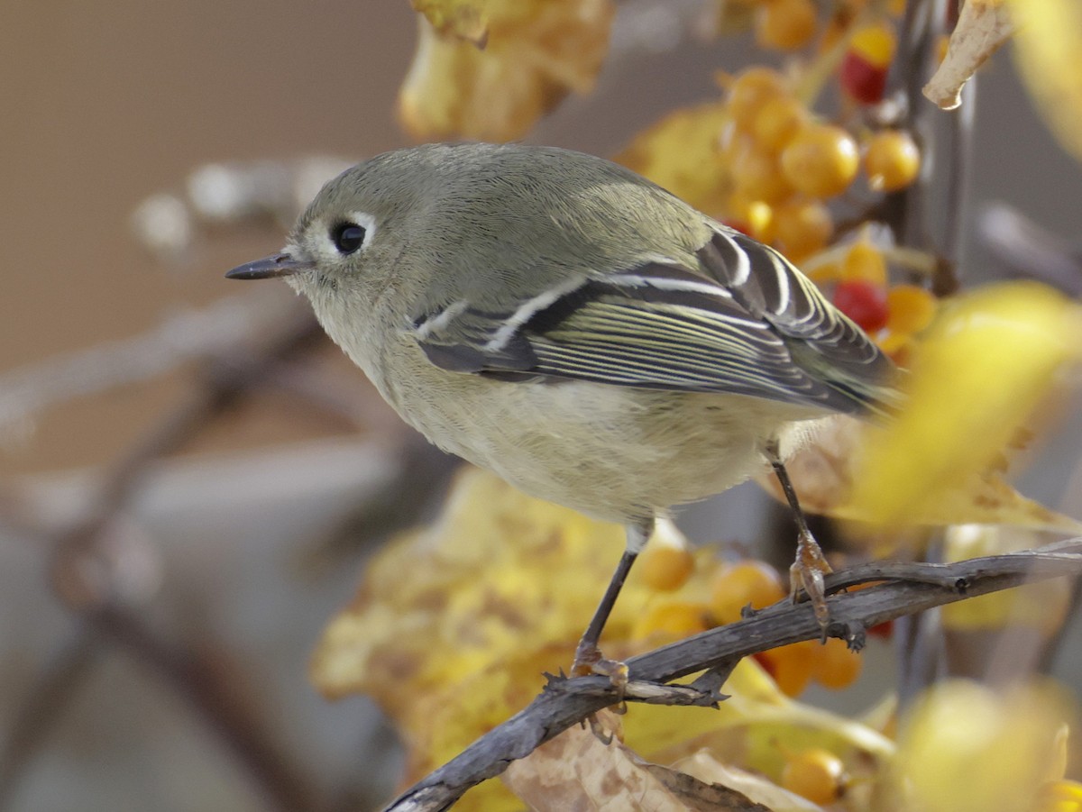 Рубиноголовый королёк - ML644781492