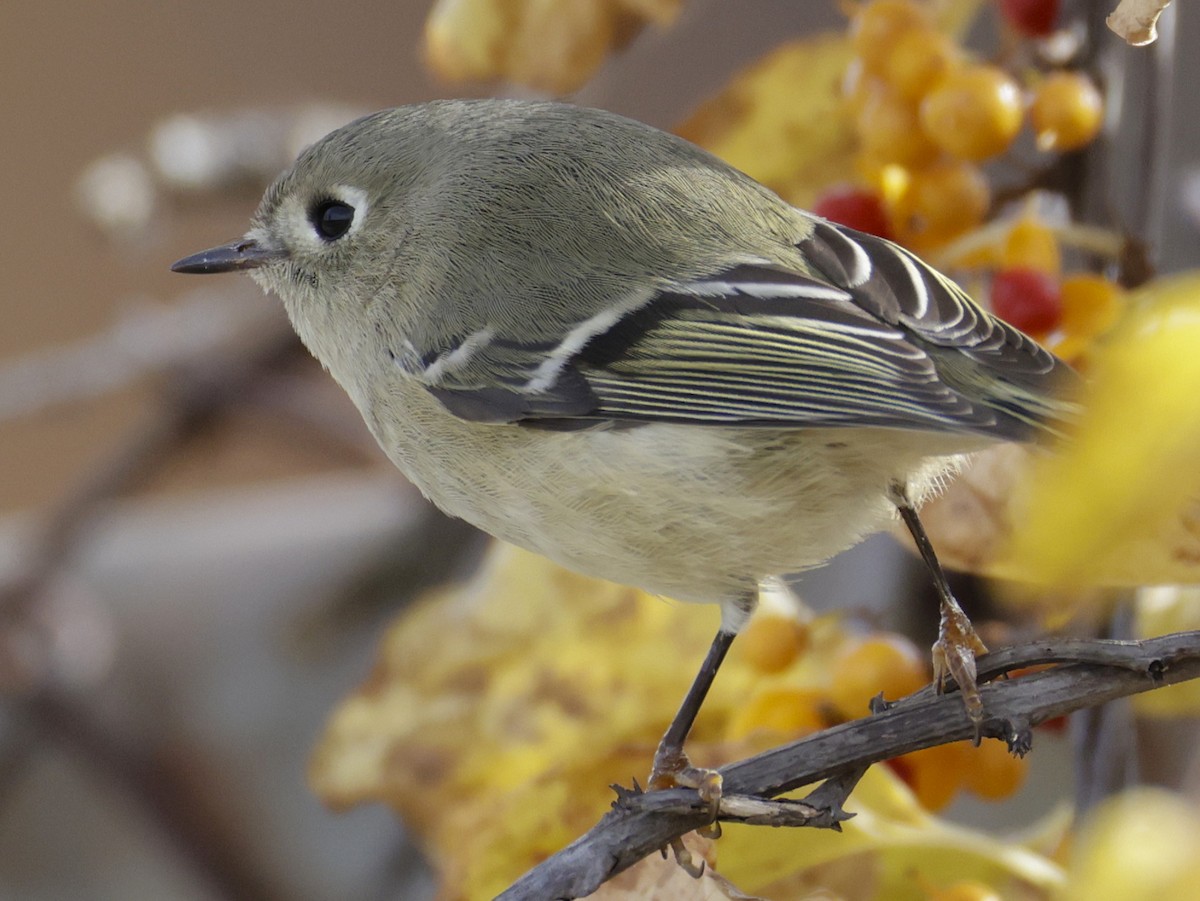 Рубиноголовый королёк - ML644781493