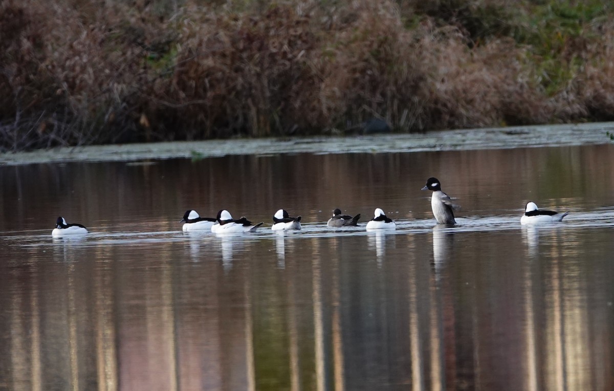 Гоголь-головастик - ML644781494