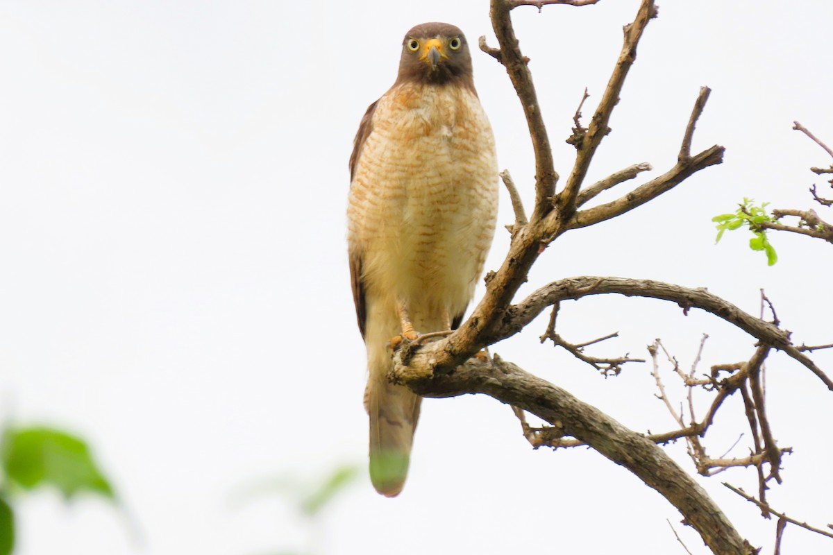 Дорожный канюк - ML644781495