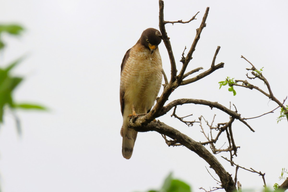 Дорожный канюк - ML644781496