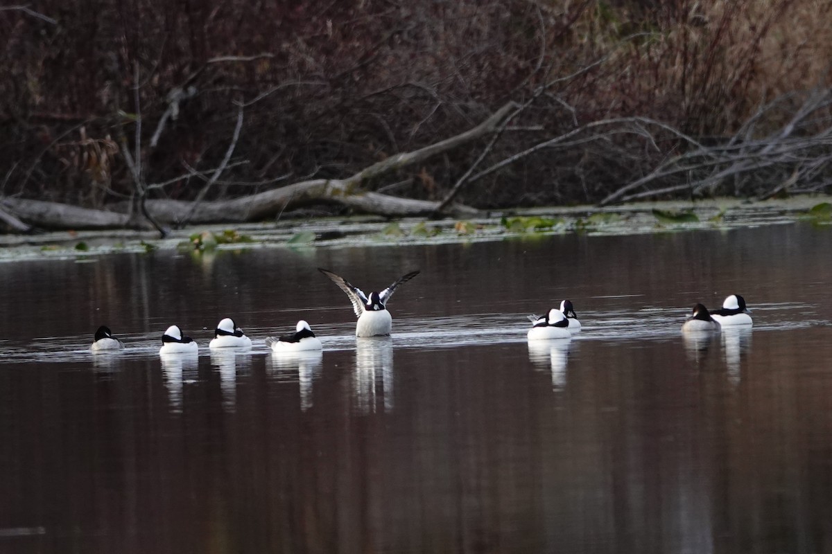 Гоголь-головастик - ML644781498