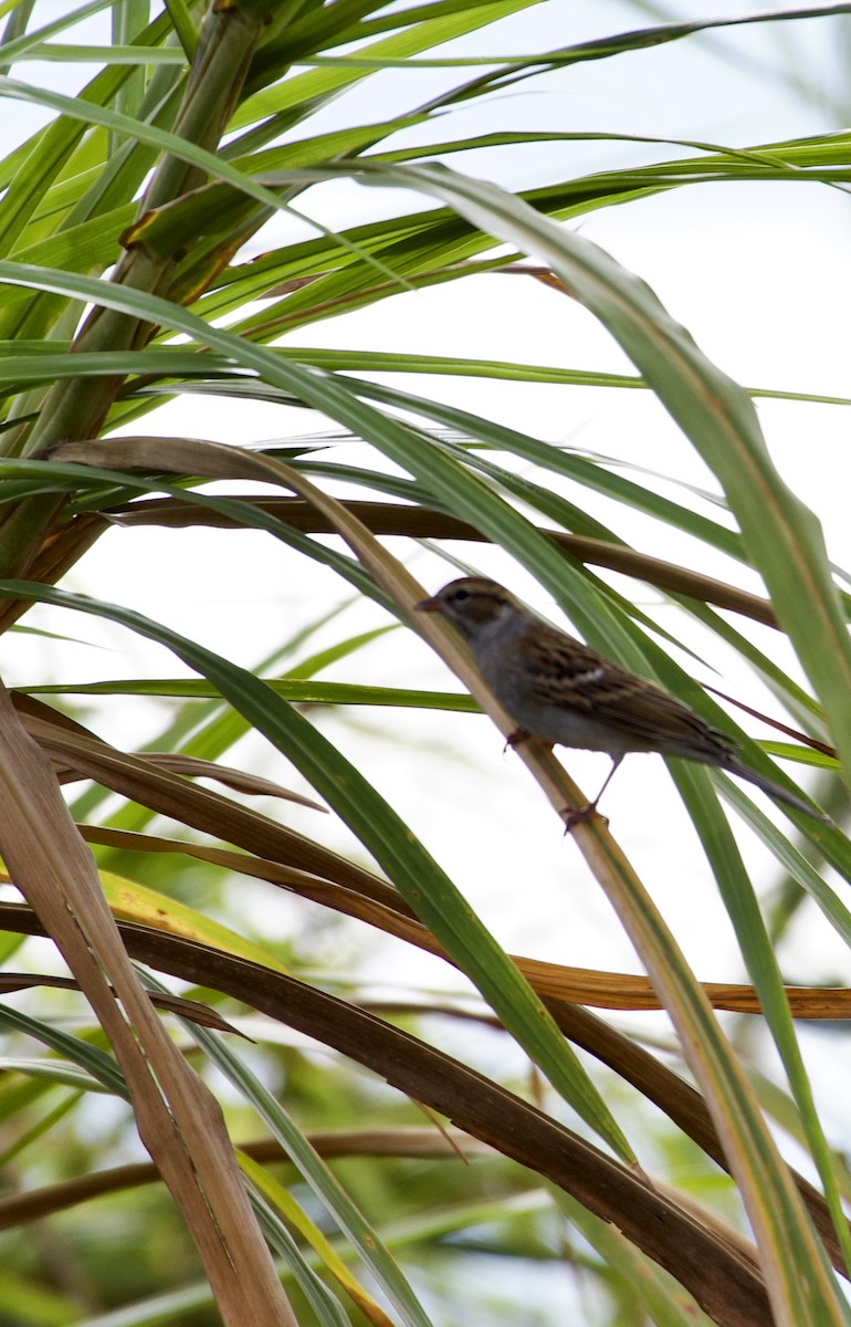 Бледная малая овсянка - ML644781499