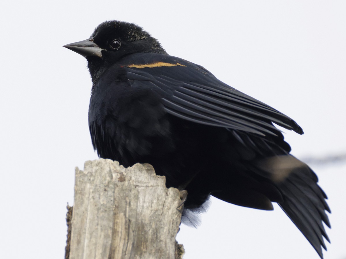 Красноплечий трупиал - ML644781502