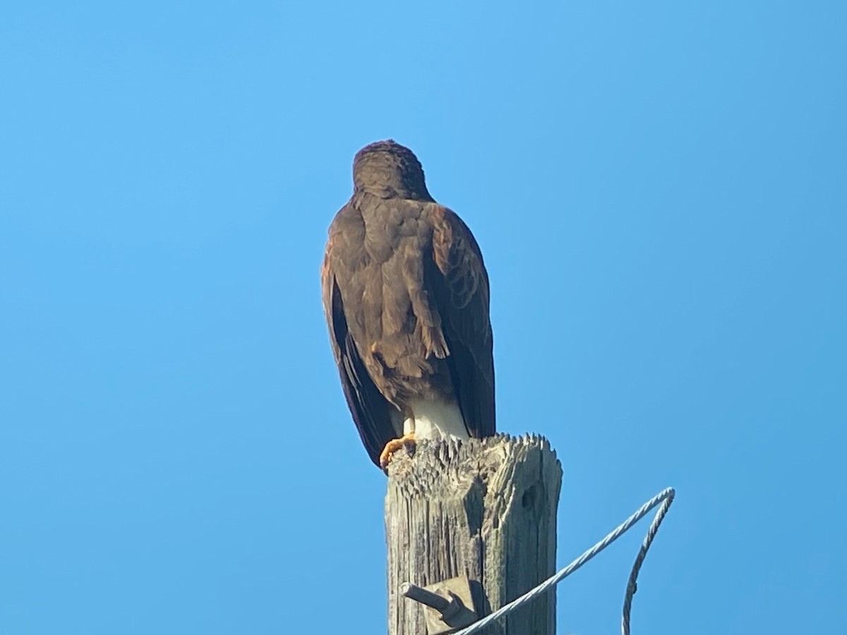 Орлиный канюк - ML644781503