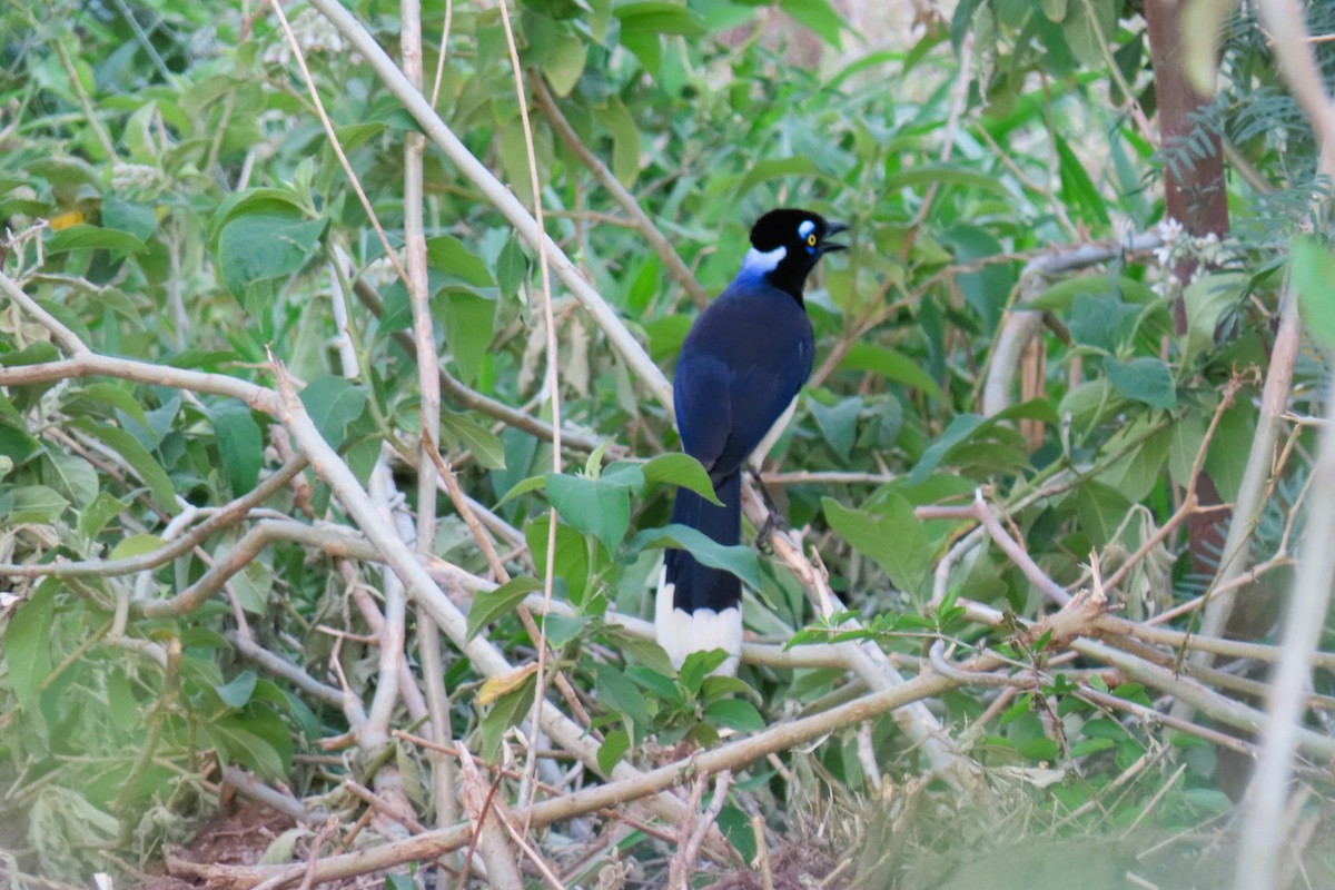 Плюшевоголовая сойка - ML644781505