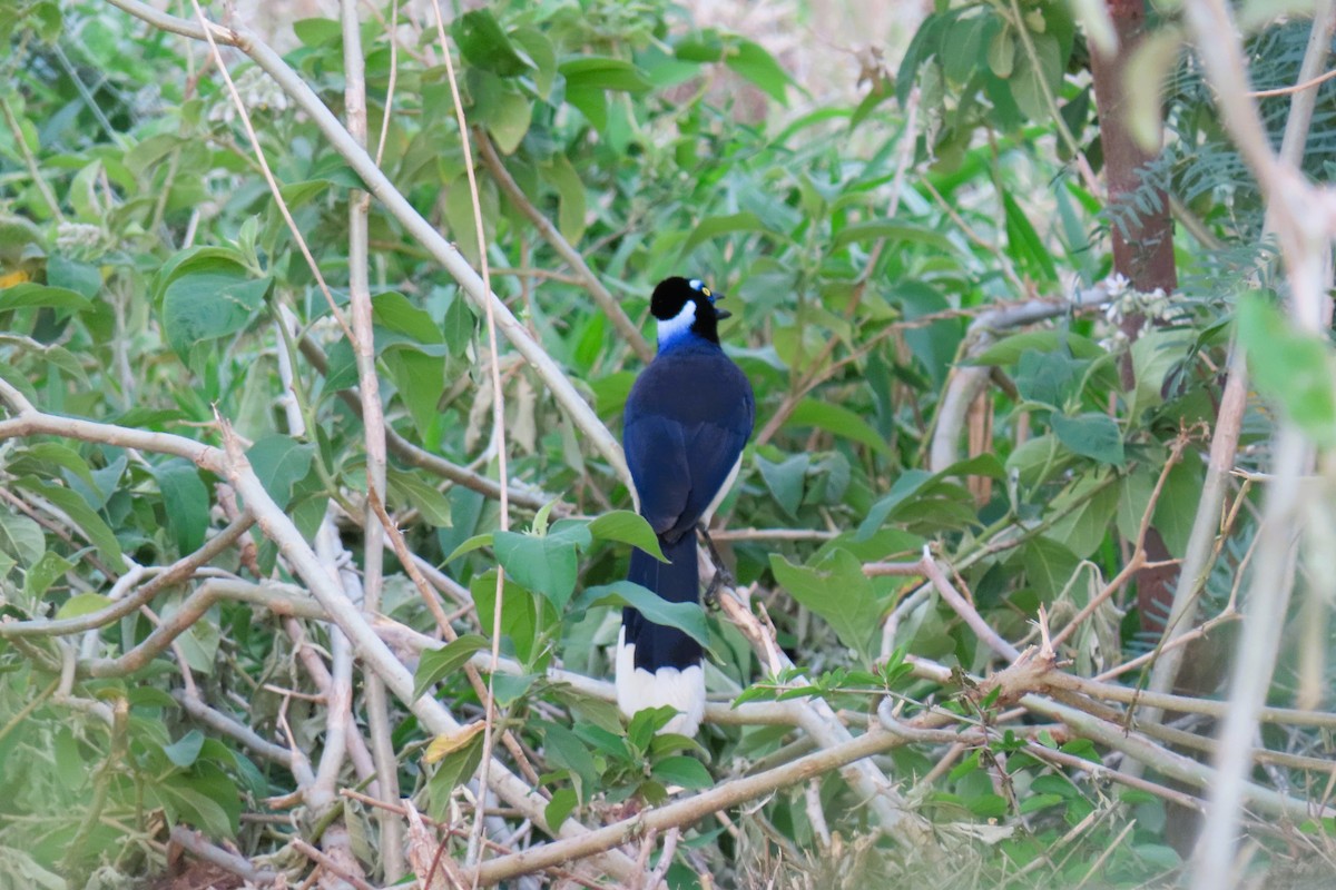 Плюшевоголовая сойка - ML644781506