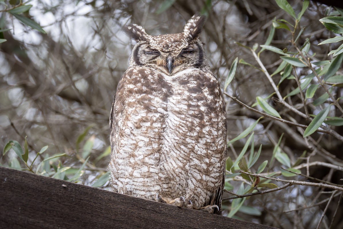 Spotted Eagle-Owl - ML644781507