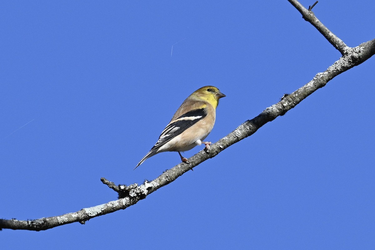 オウゴンヒワ - ML644781509