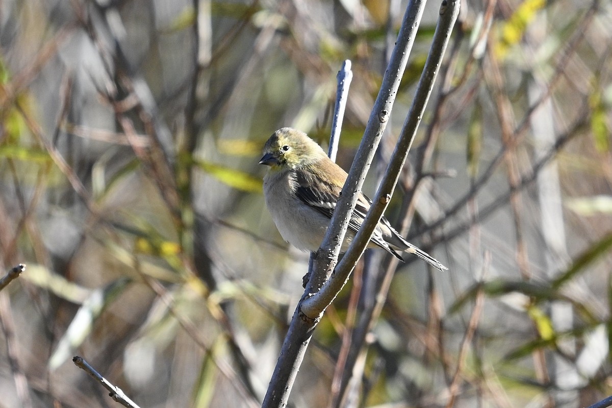Американский чиж - ML644781510