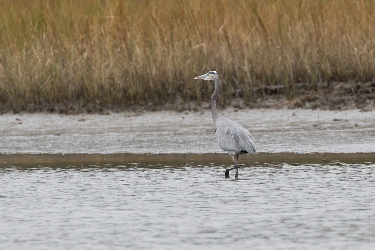 Большая голубая цапля - ML644781512