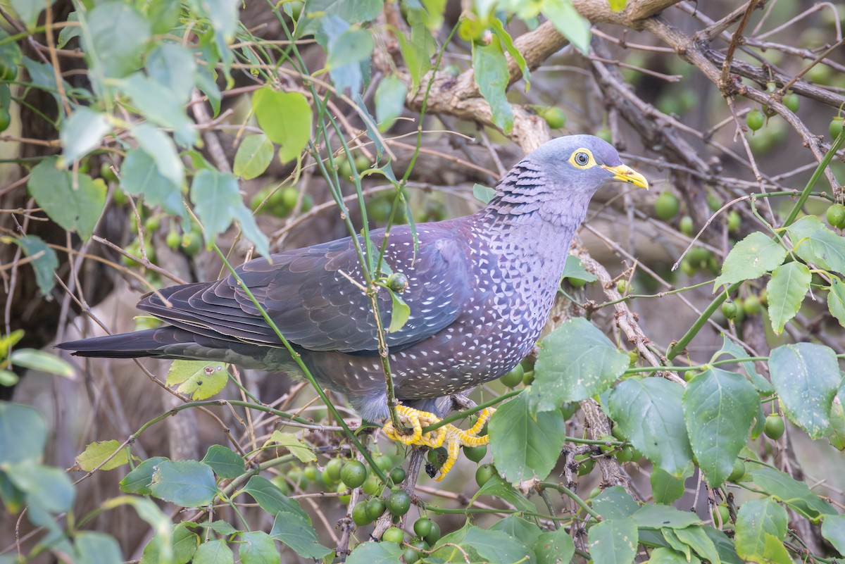 Rameron Pigeon - ML644781519