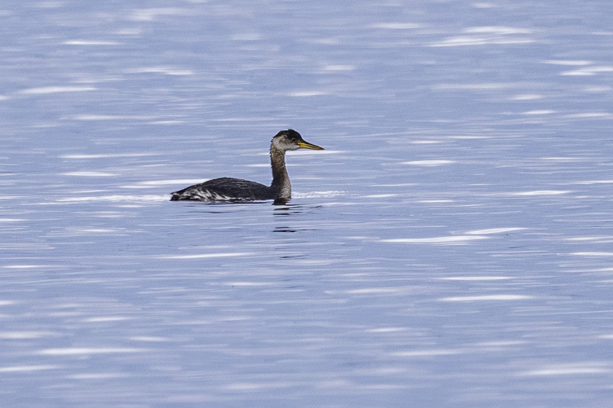 Серощёкая поганка - ML644781520