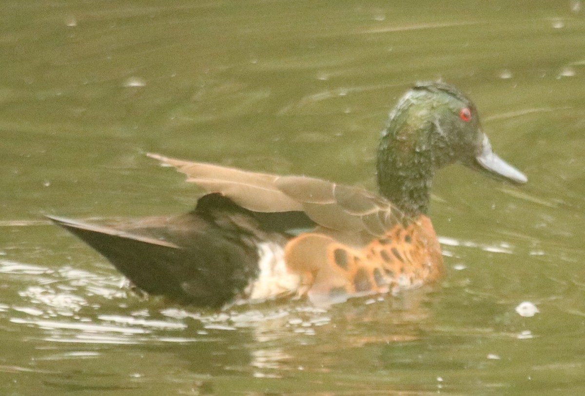 Kızıl Çamurcun - ML644781527