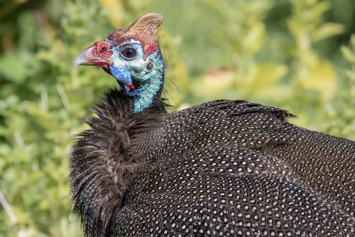 Helmeted Guineafowl - ML644781535
