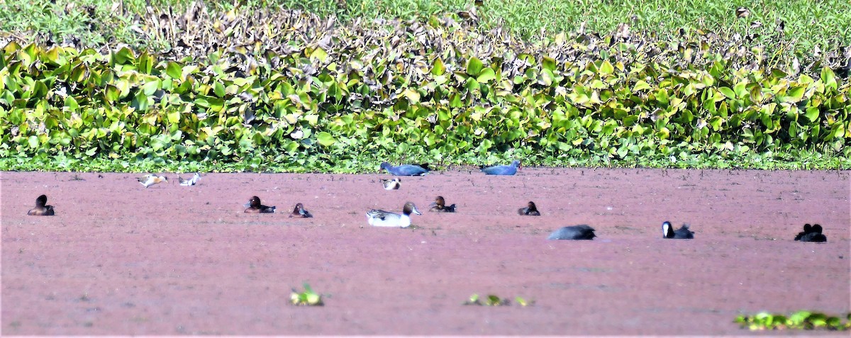 Eurasian Wigeon - ML644781536