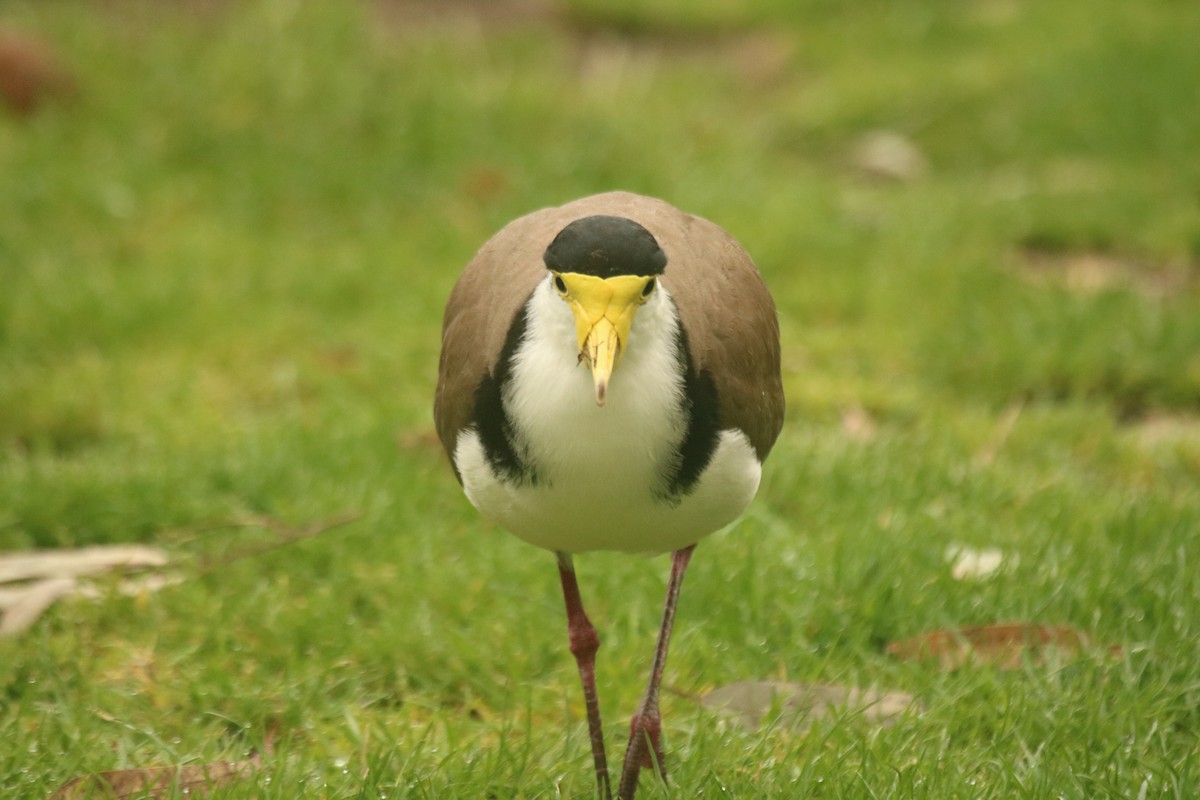 Avefría Militar - ML644781544