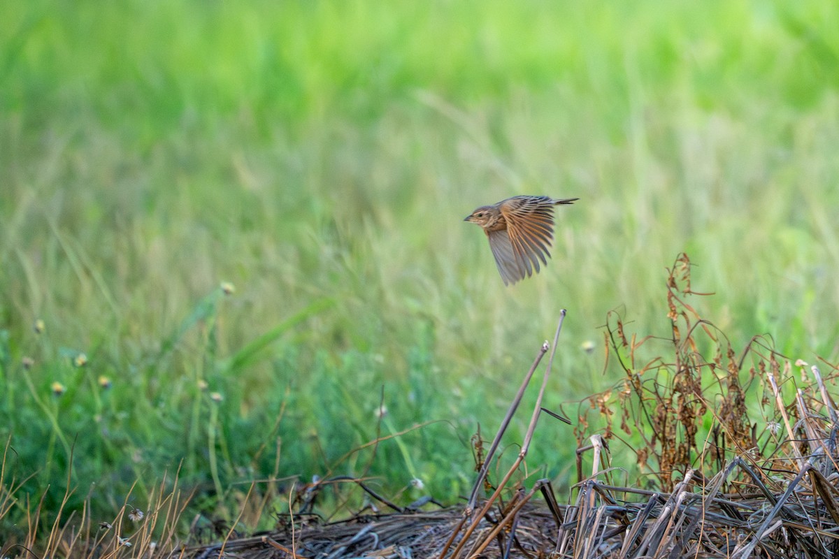 Singing Bushlark - ML644781564