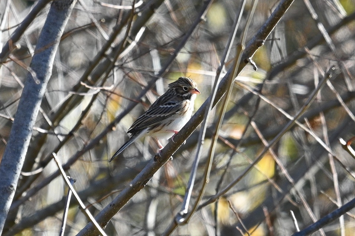 Vesper Sparrow - ML644781565