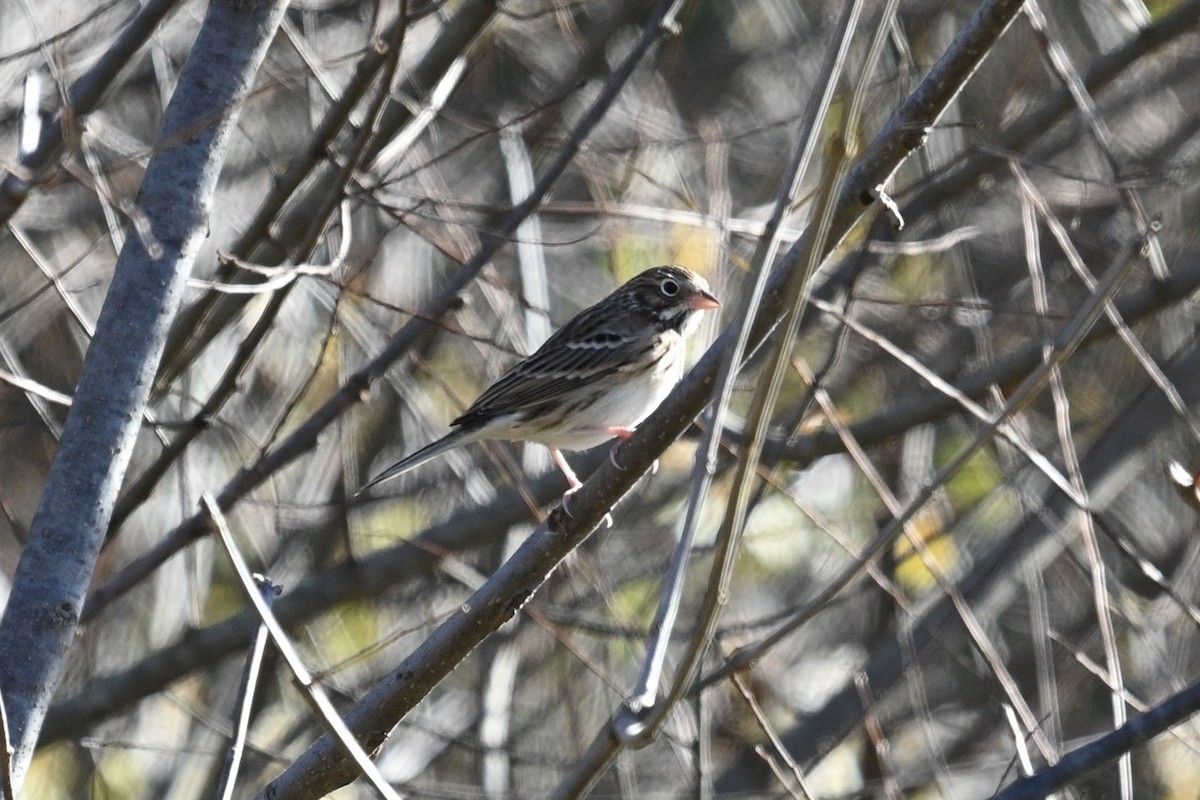 Vesper Sparrow - ML644781566