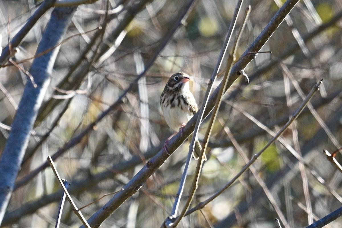 Vesper Sparrow - ML644781567