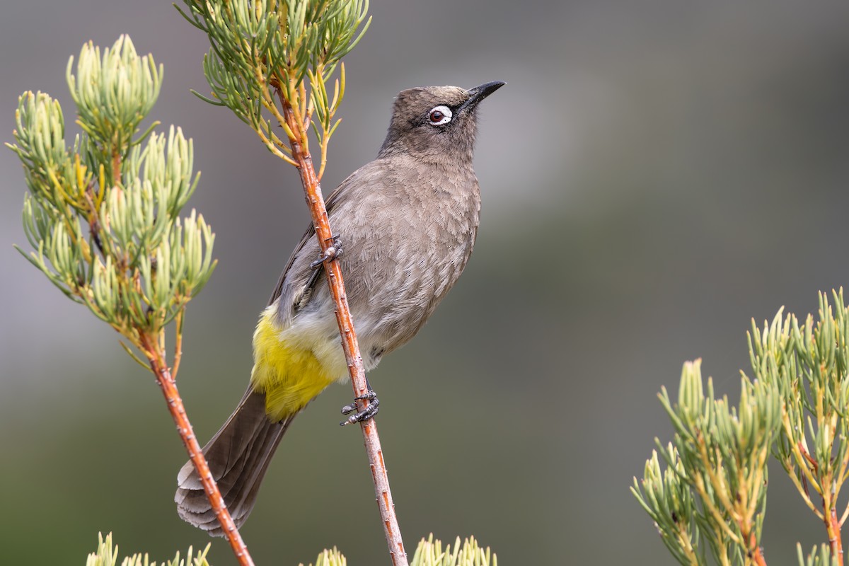 Cape Bulbul - ML644781568