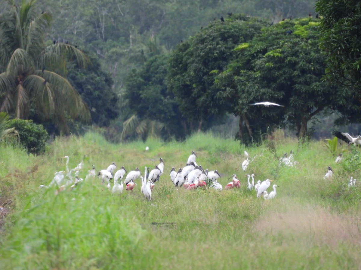 Rosalöffler - ML644781573