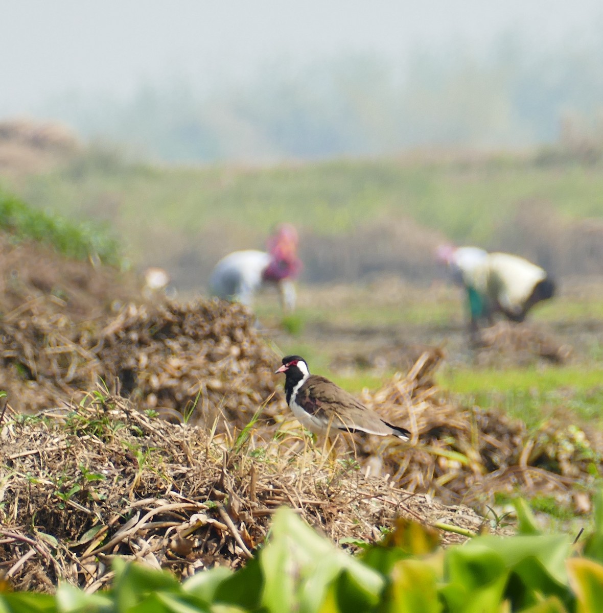 Red-wattled Lapwing - ML644781574