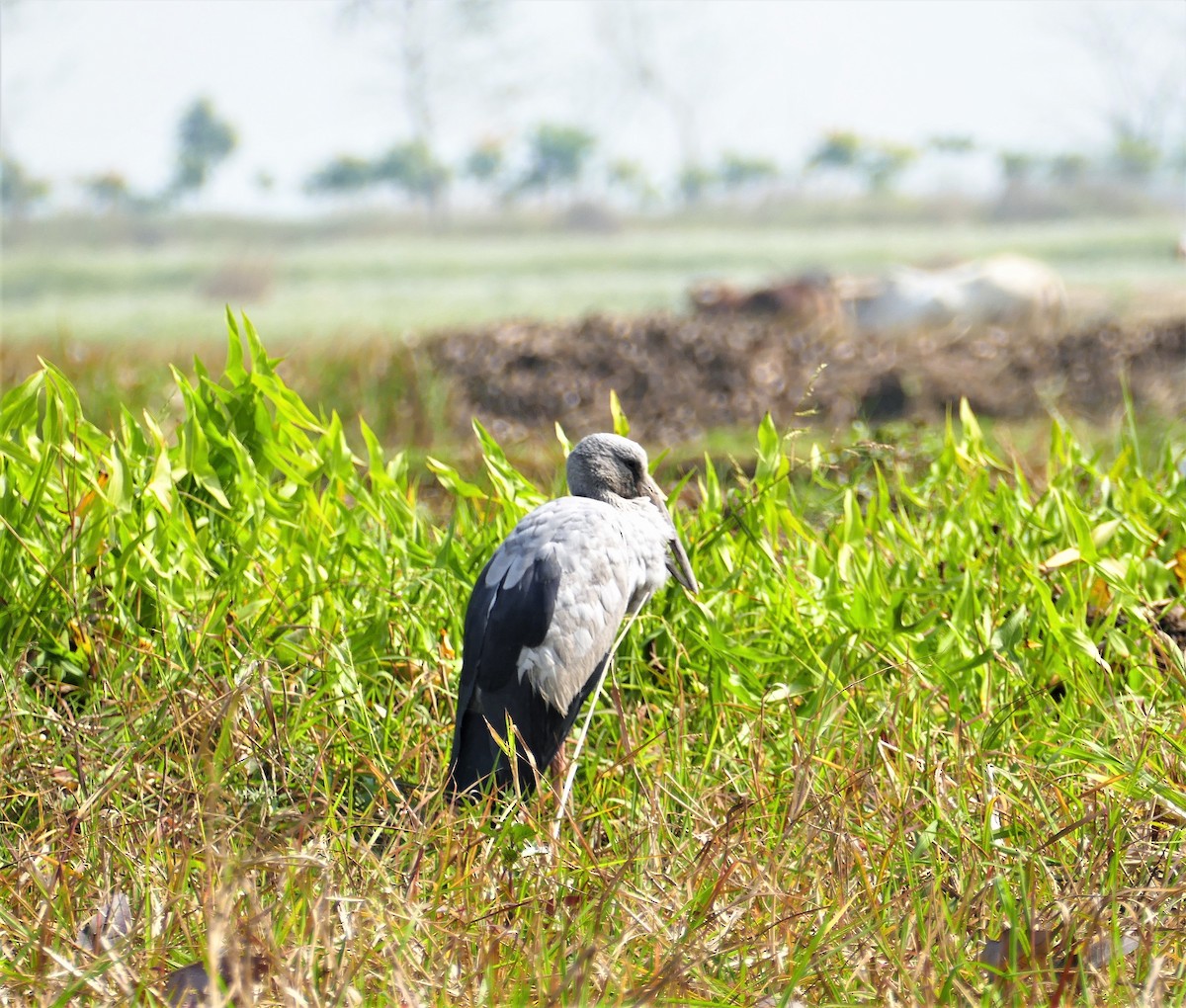 Asian Openbill - ML644781597