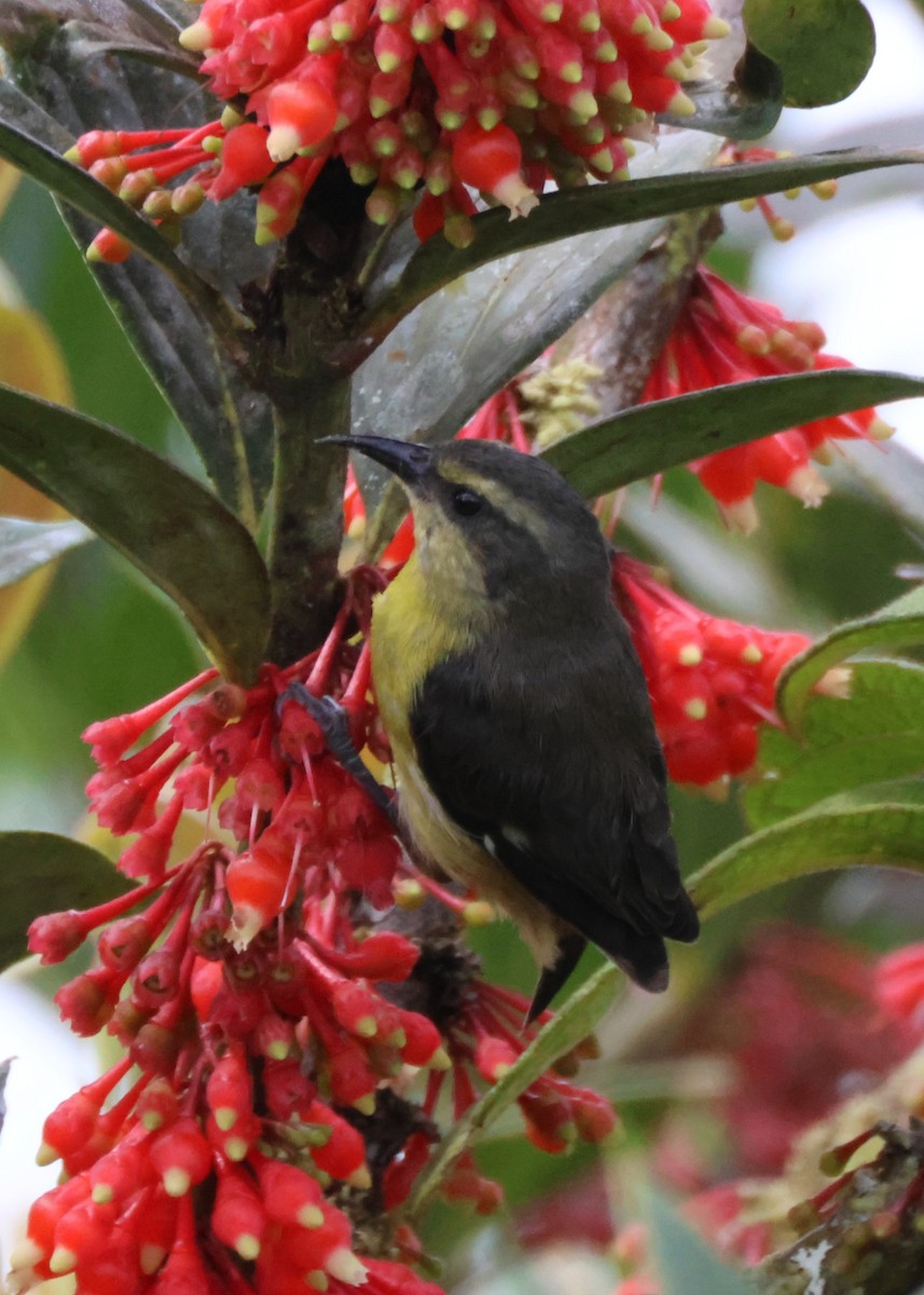 Bananaquit - ML644781598