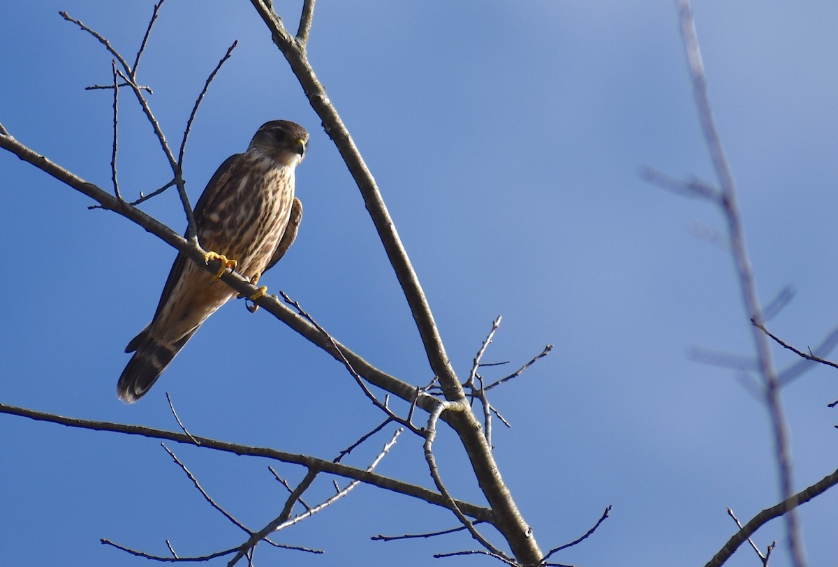 Підсоколик малий - ML644781610