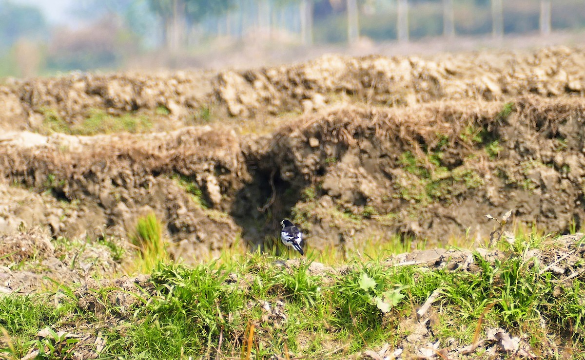 White Wagtail - ML644781612