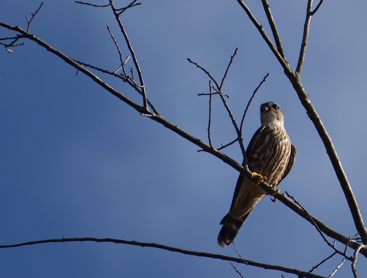 Merlin - ML644781613