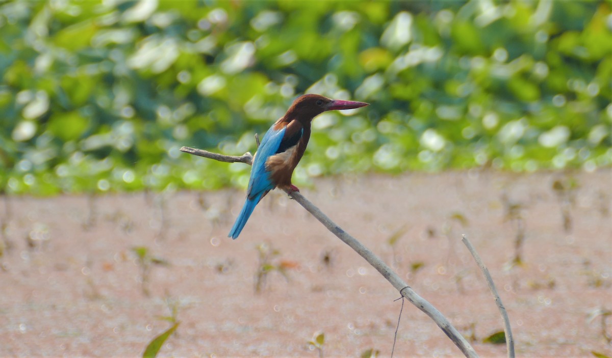 White-throated Kingfisher - ML644781622