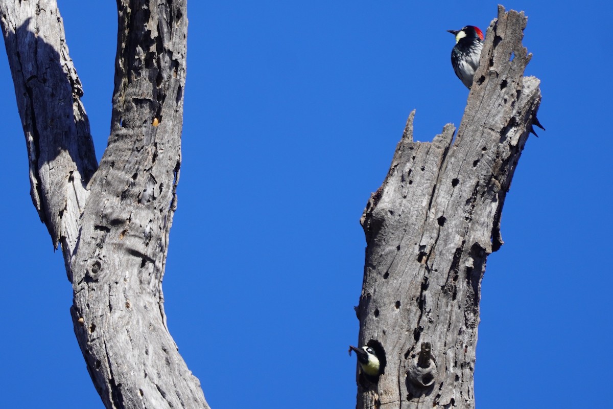 Acorn Woodpecker - ML644781623