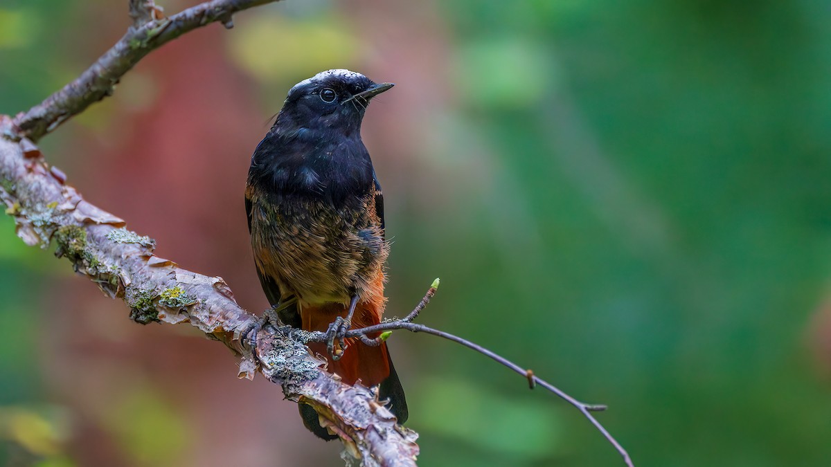 White-capped Redstart - ML644781625