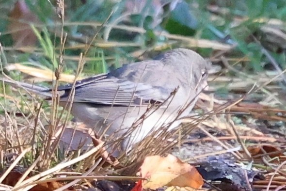 Dark-eyed Junco - ML644781626