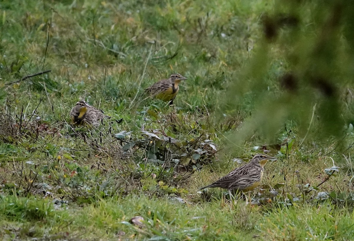 Western Meadowlark - ML644781629