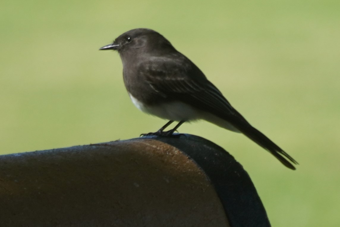 Black Phoebe - ML644781630