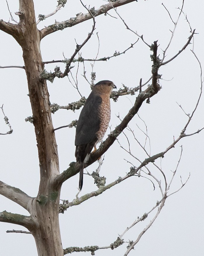 Cooper's Hawk - ML644781631