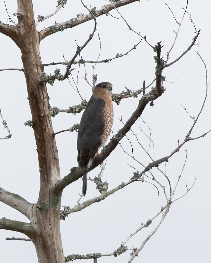 Cooper's Hawk - ML644781632