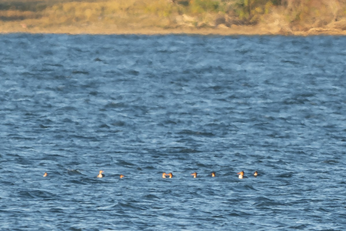 Red-breasted Merganser - ML644781633