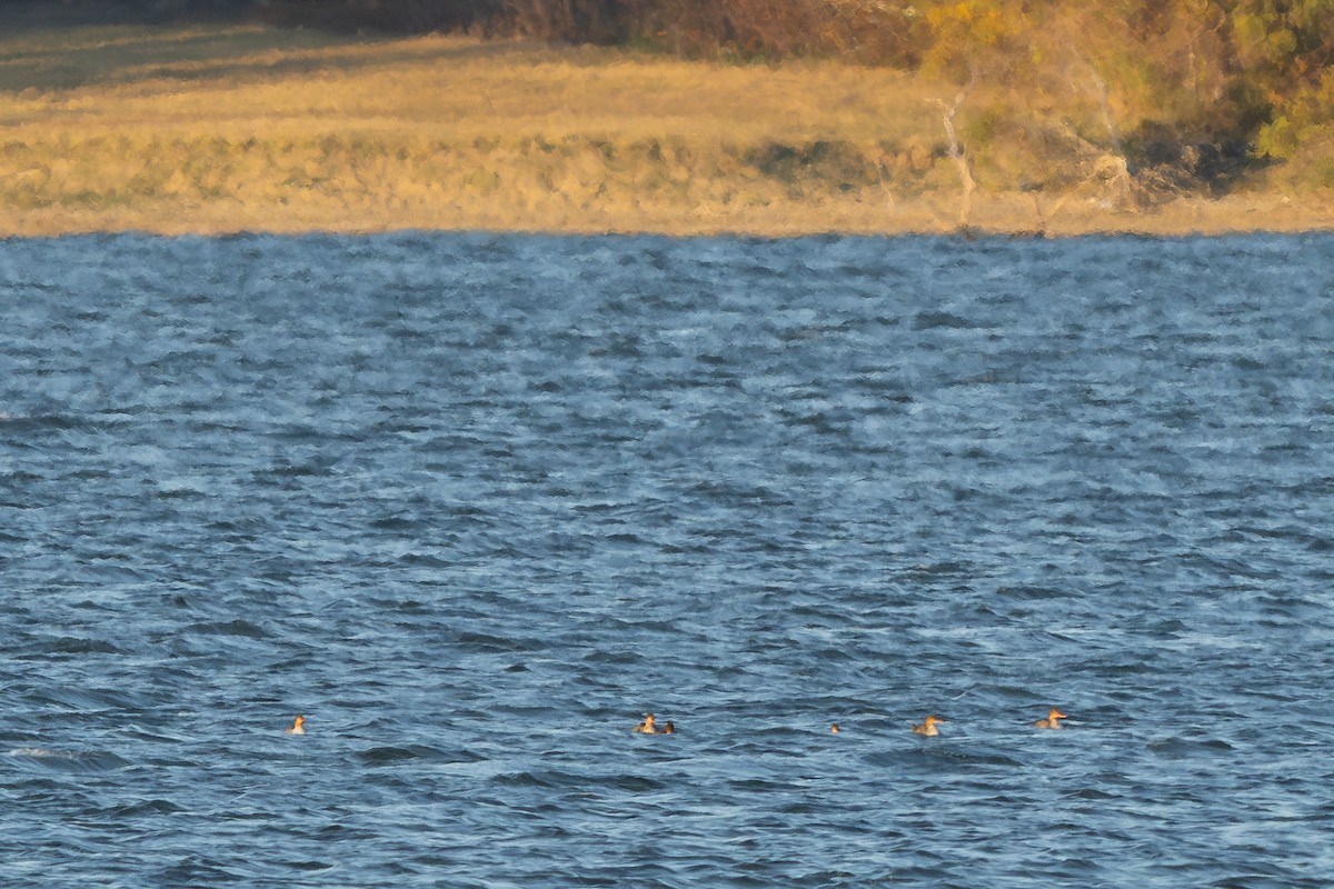 Red-breasted Merganser - ML644781634