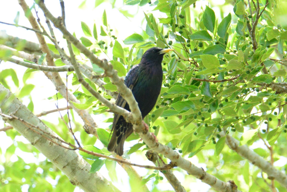 European Starling - ML644781636